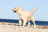 GOLDEN RETRIEVER 493